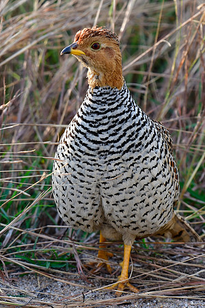 Coqui francolin
