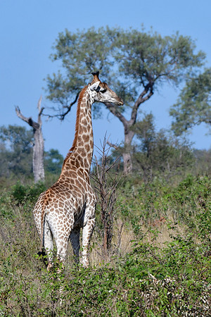 Giraffe