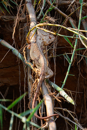 Oustalet's chameleon (Furcifer oustaleti), Tsiribihina River