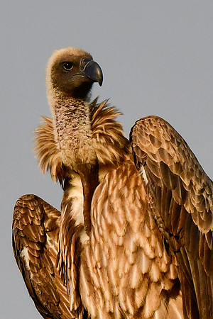 White-backed vulture