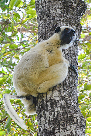 Decken's sifaka (Propithecus deckenii), Tsingy de Bemaraha National Park