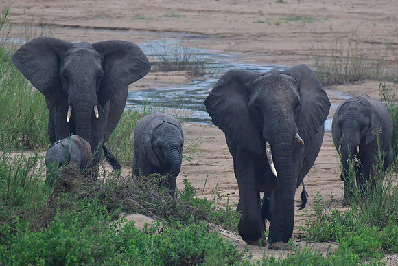 A herd of elephants (mothers and calves)