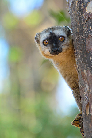Red-fronted lemur (Eulemur rufus), Kirindy Reserve