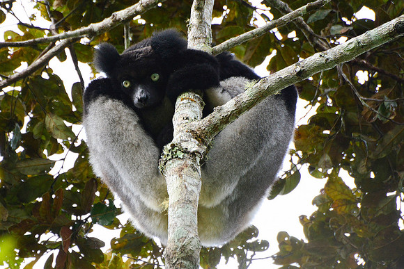 Indri (Indri indri), Mitsinjo Reserve