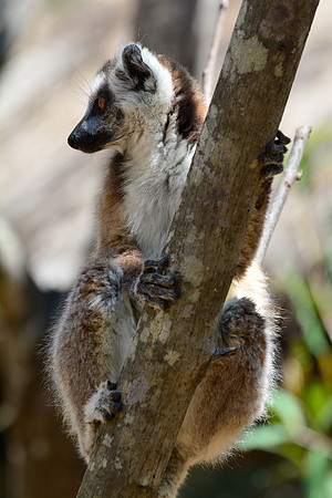 Ring-tailed lemur (Lemur catta) in Namaza Canyon, Isalo National Park