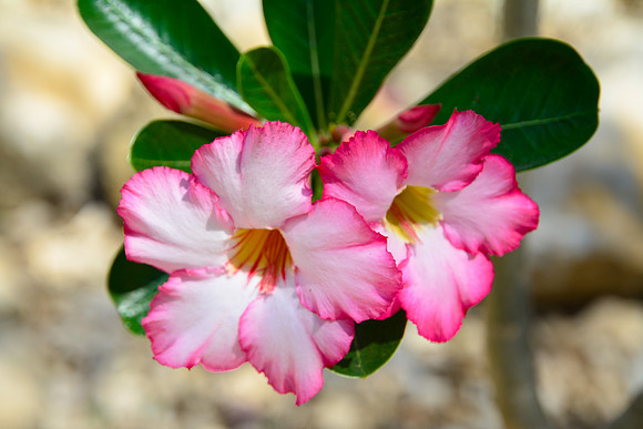 Desert rose (Adenium obesum), Arboretum d'Antsokay