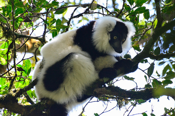 Black-and-white ruffed lemur (Varecia variegata), Ranomafana National Park