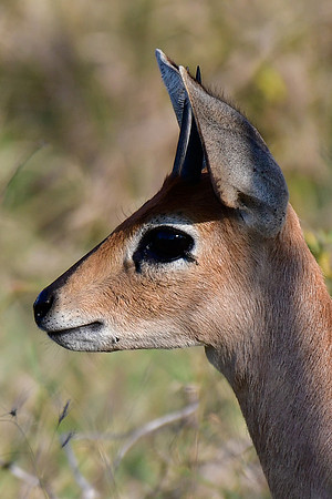 Steenbok