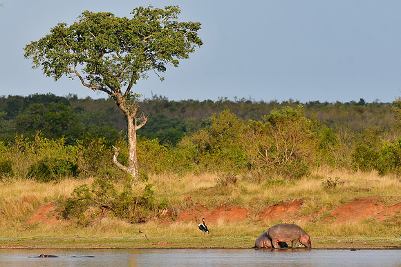 Hippotamuses and saddle-billed stork