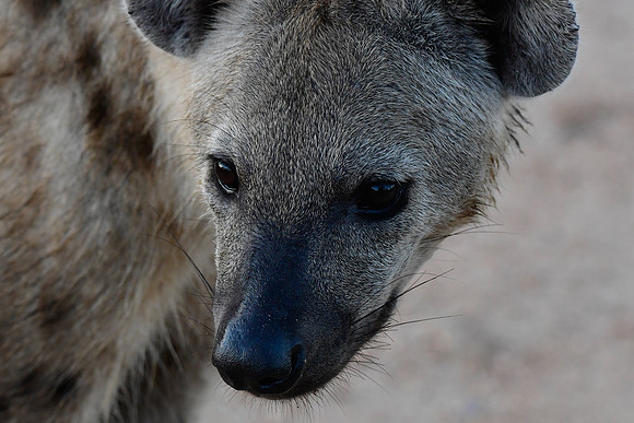 Spotted hyena