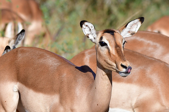 Impala (female)