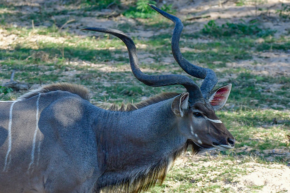 Greater kudu (male)