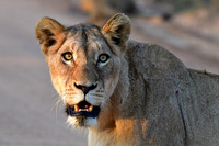 Lioness