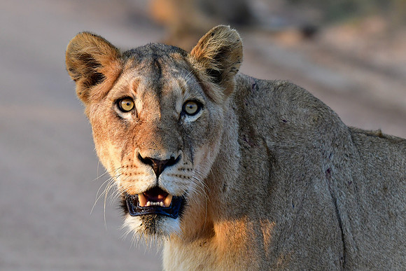 Lioness