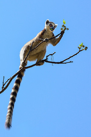 Ring-tailed lemur (Lemur catta) in Namaza Canyon, Isalo National Park