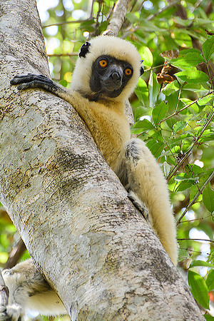 Decken's sifaka (Propithecus deckenii), Tsingy de Bemaraha National Park
