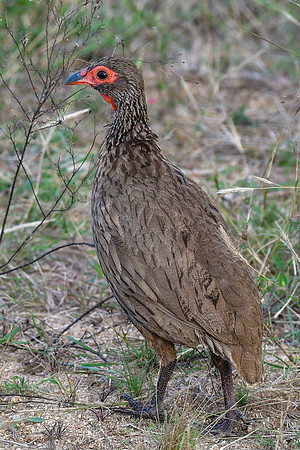 Swainson's spurfowl (Swainson's francolin)