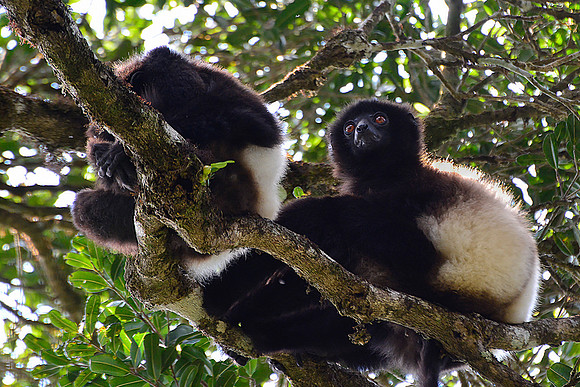 Milne-Edwards' sifakas (Propithecus edwardsi), Ranomafana National Park