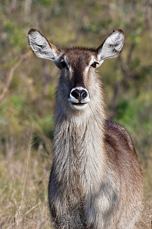Waterbuck (female)