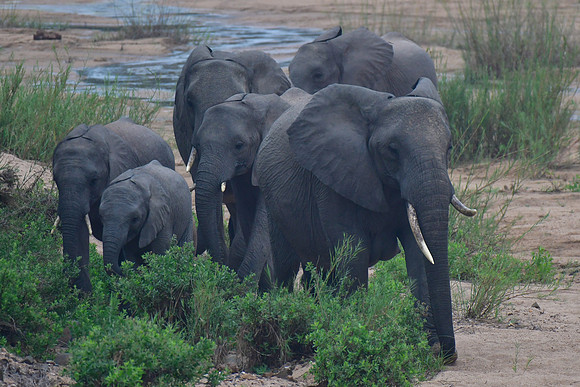 A herd of elephants (mothers and calves)