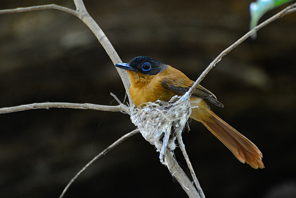 Female Malagasy paradise flycatcher (Terpsiphone mutata), Tsingy de Bemaraha National Park