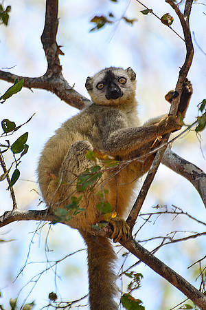 Red-fronted lemur (Eulemur rufus), Kirindy Reserve