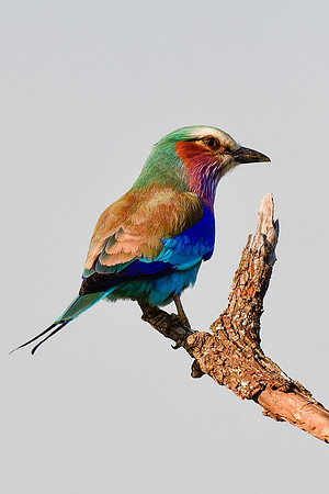 Lilac-breasted roller