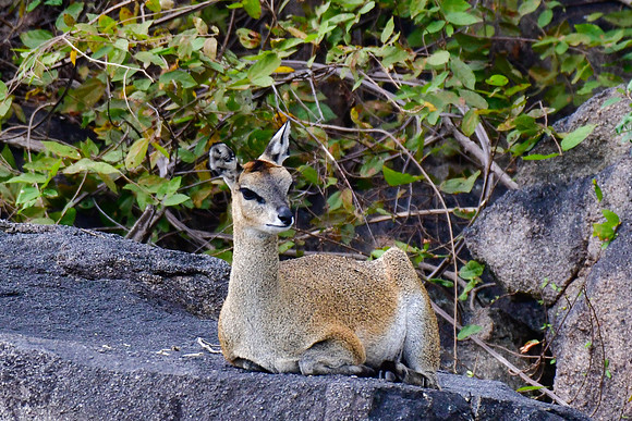 Klipspringer (female)