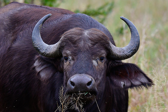 African buffalo