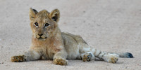 Lion cub