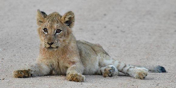 Lion cub