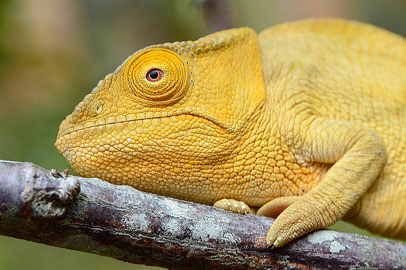 Parson's chameleon (Calumma parsonii), Peyriéras Reserve