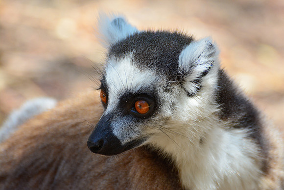 Ring-tailed lemur (Lemur catta) in Namaza Canyon, Isalo National Park