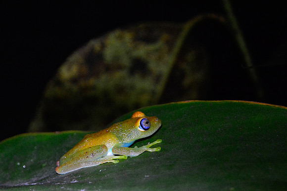 Tree frog, Mitsinjo Reserve