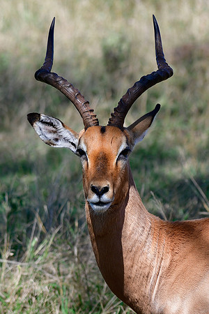 Impala (male)