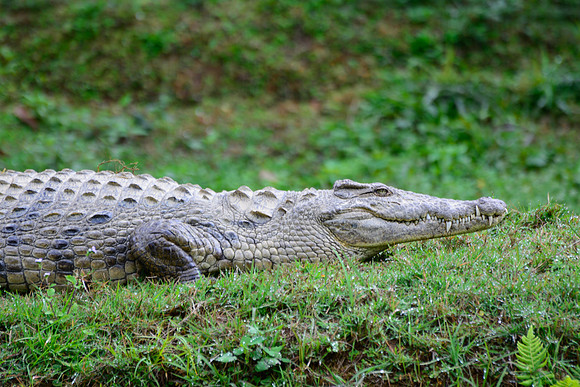 Nile crocodile (Crocodylus niloticus), Peyriéras Reserve