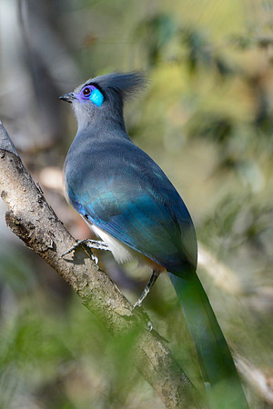 Crested coua (Coua cristata), Kirindy Reserve