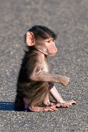 Baby chacma baboon