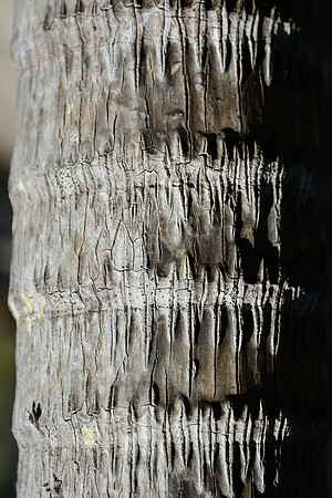 Tree bark, Isalo National Park
