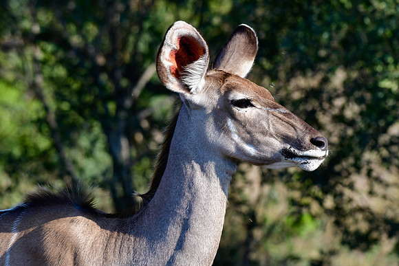 Greater kudu (female)
