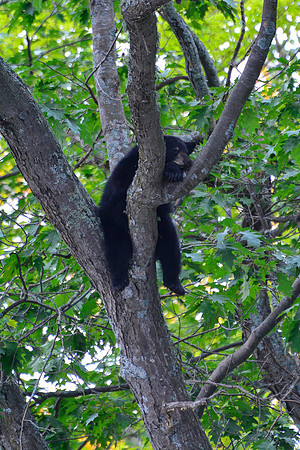 Black bear cub sleeping in a tree on Freeland Lake