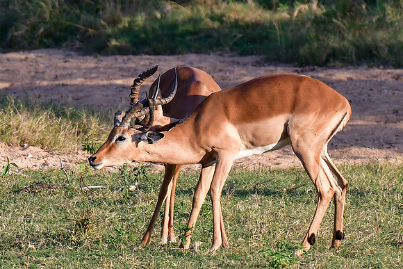 Male impalas fighting