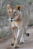 Lioness