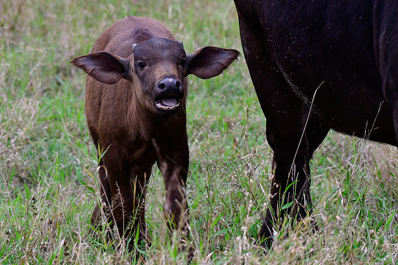 African buffalo calf