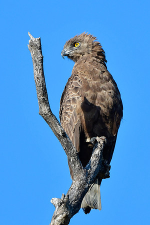 Brown snake eagle