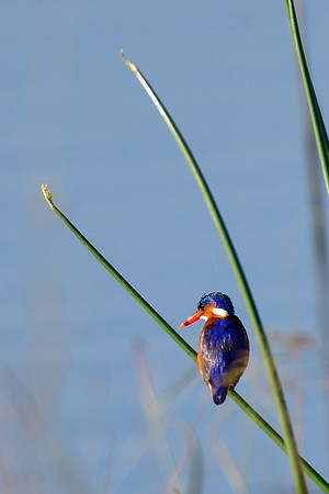 Malachite kingfisher