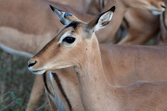 Impala (female)