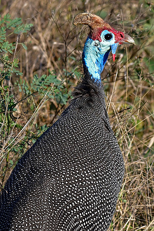 Helmeted guineafowl