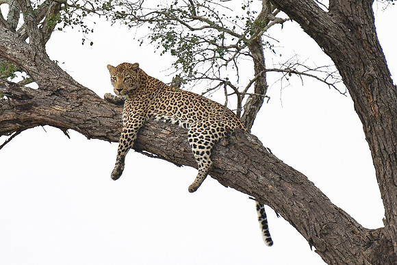 Leopard