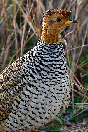 Coqui francolin